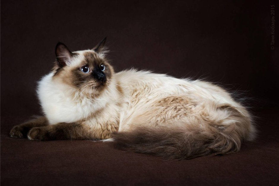 Сиамская маскарадная кошка