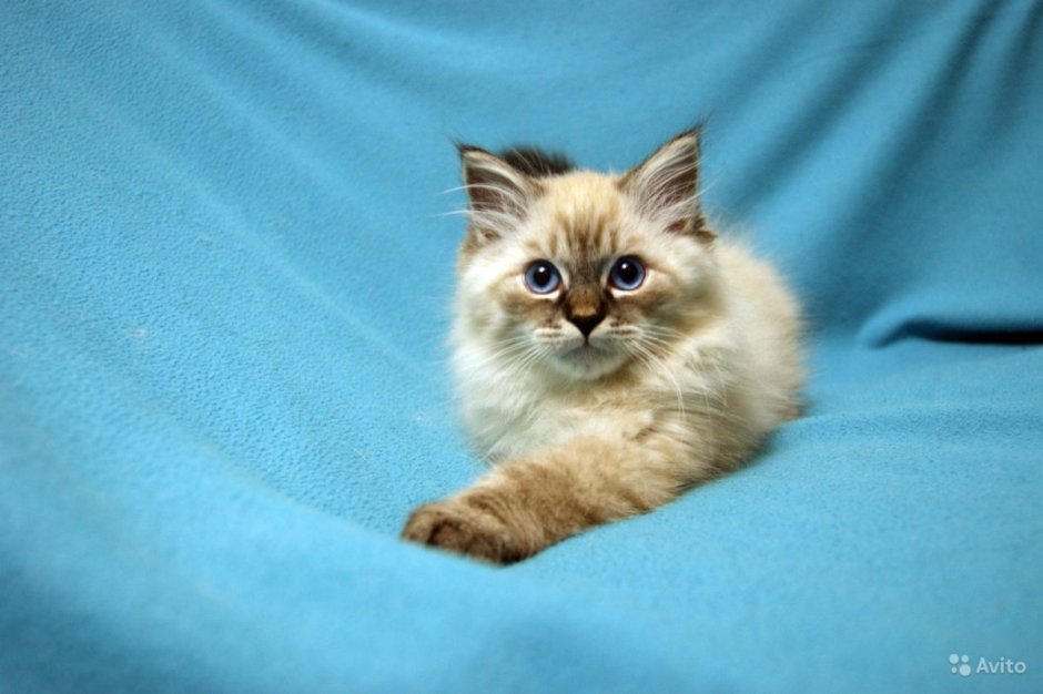 Невская маскарадная колор Пойнт