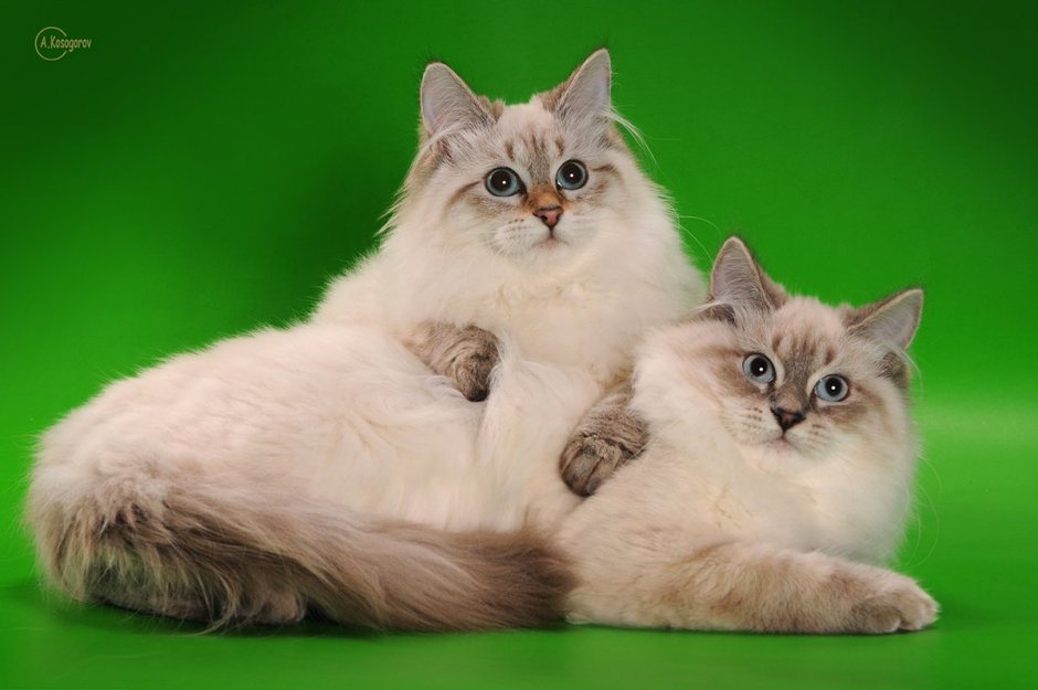 Сибирская Невская маскарадная кошка