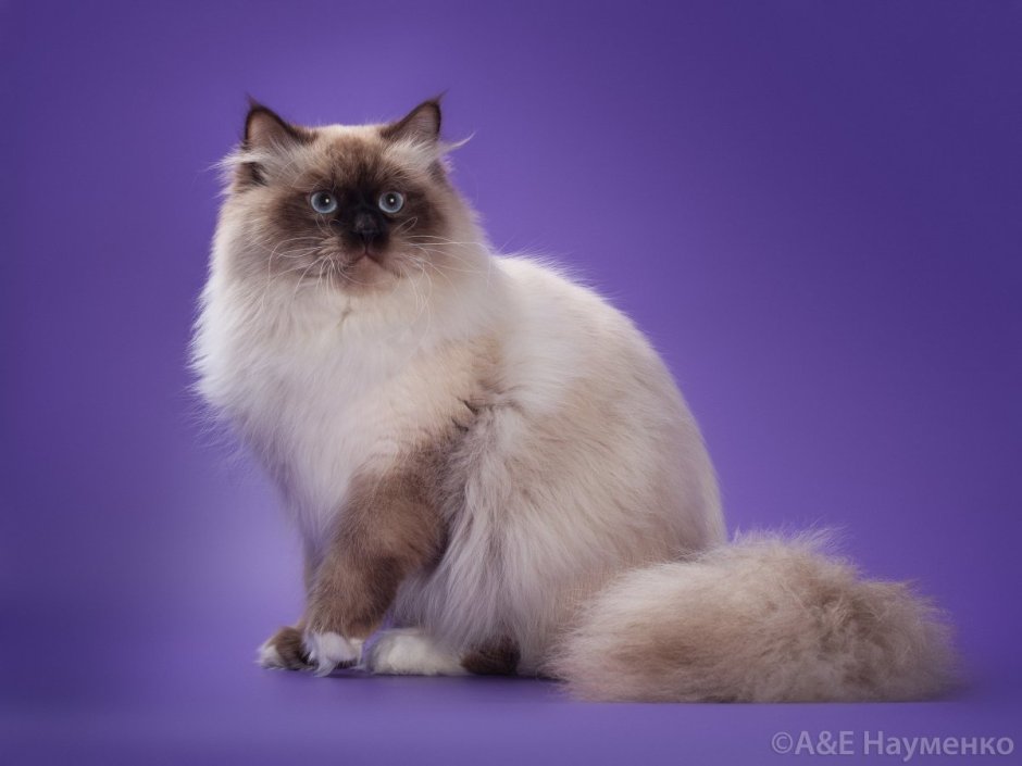 Невская маскарадная кошка