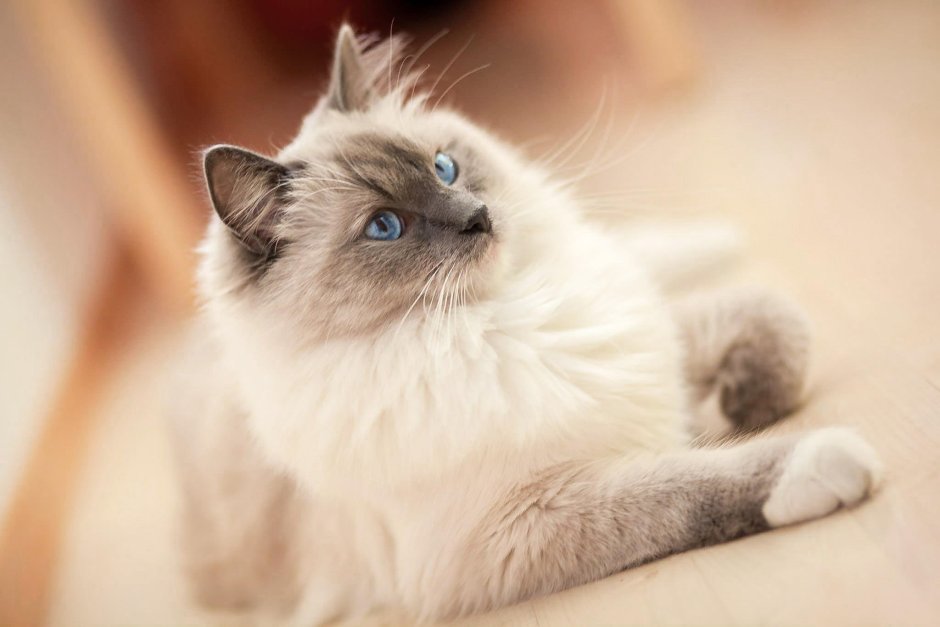 Бирмейская Рэгдолл