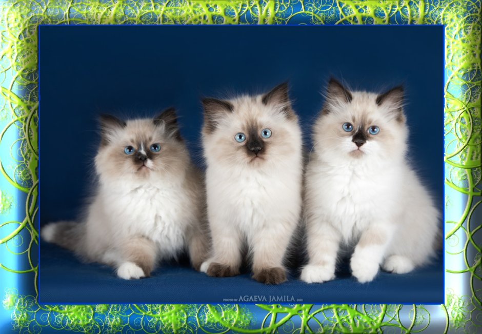 Порода кошек Невская маскарадная