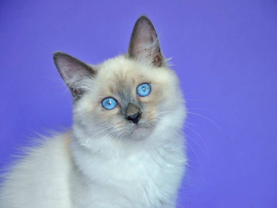 Тайская кошка