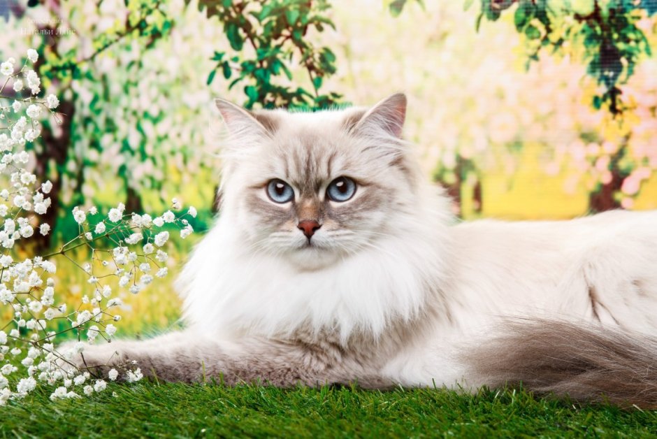 Невская маскарадная кошка Сиамская