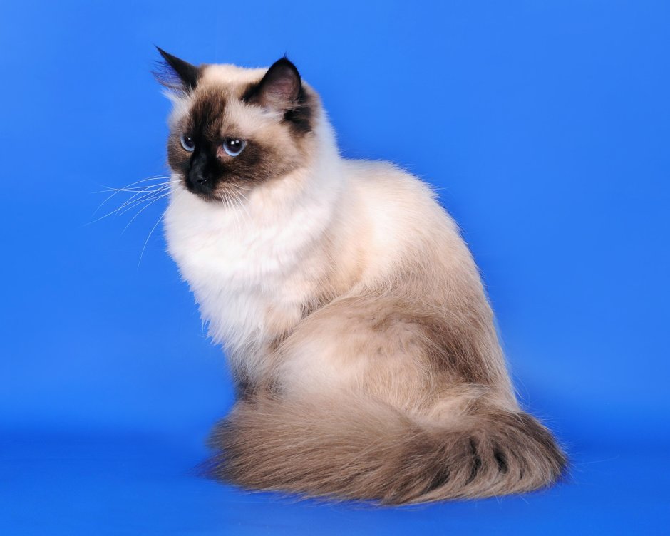 Кошка Мейн кун