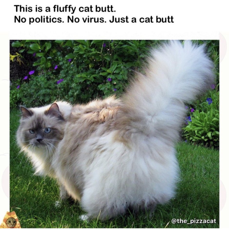 Невский маскарадный кот черный