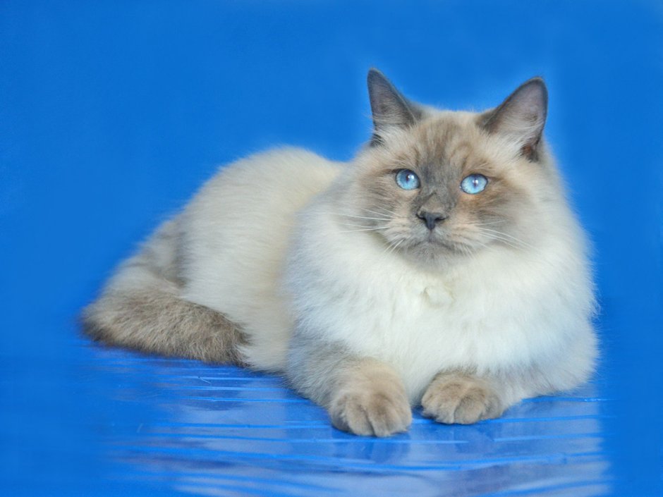 Кот Мейн кун