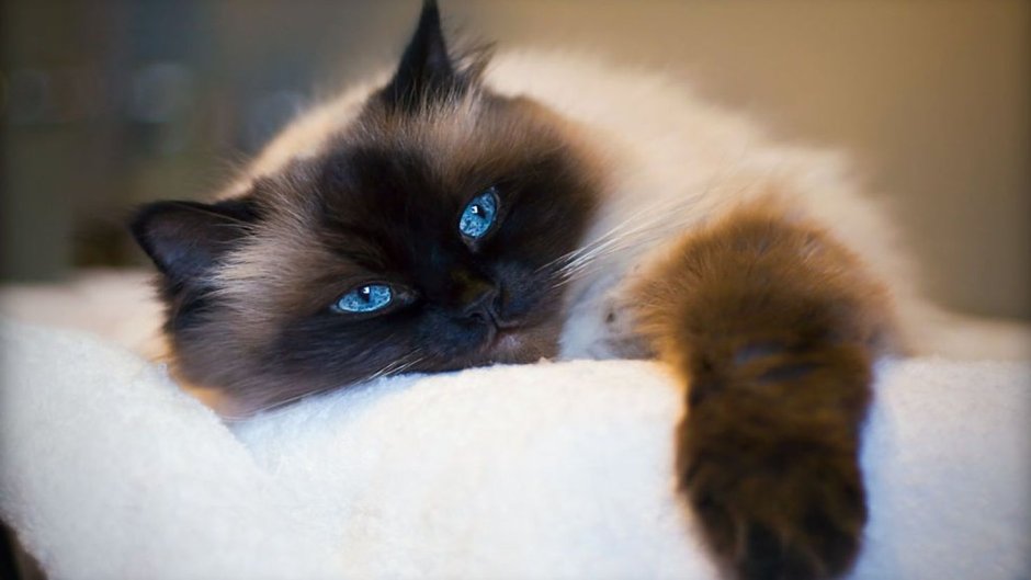 Котёночек маленький в горшке цветов