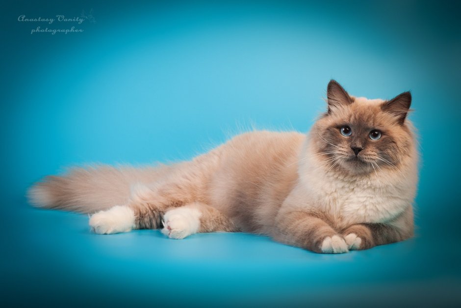 Невская маскарадная кошка