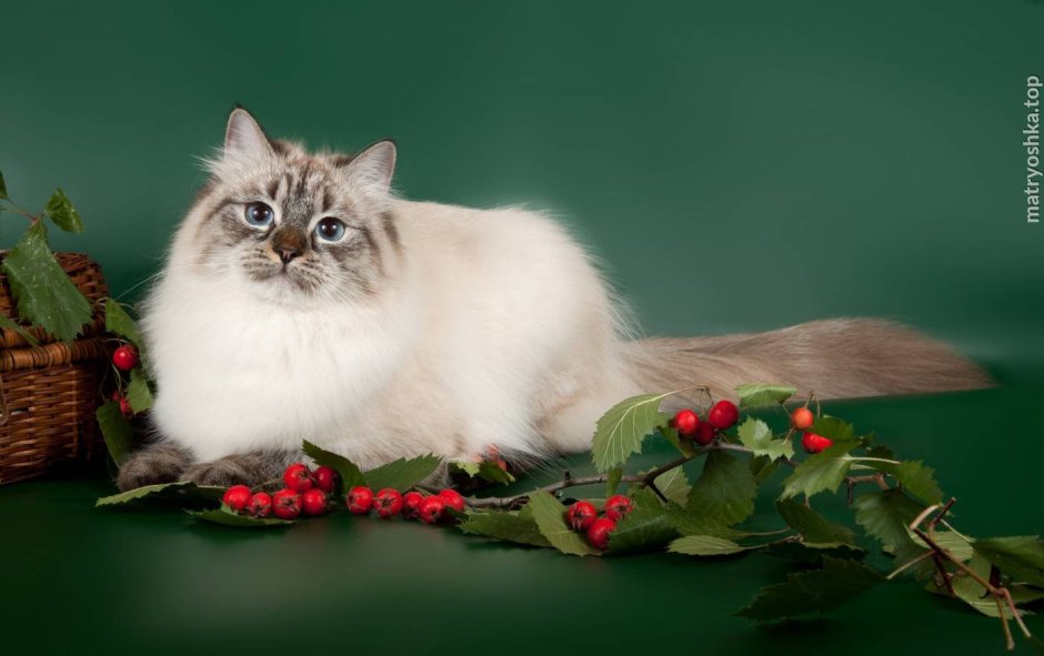 Бирманская голубоглазая кошка