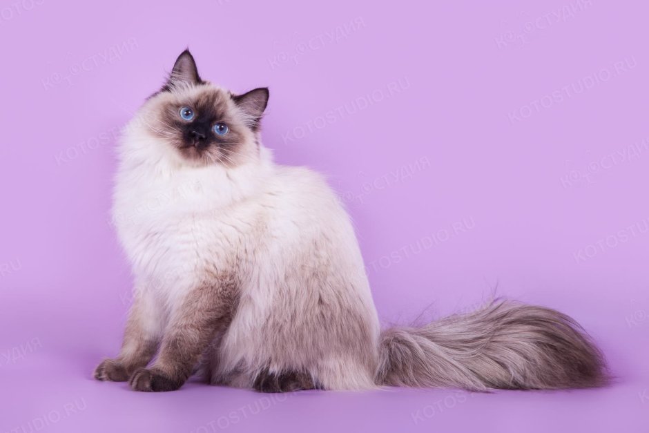 Невская маскарадная