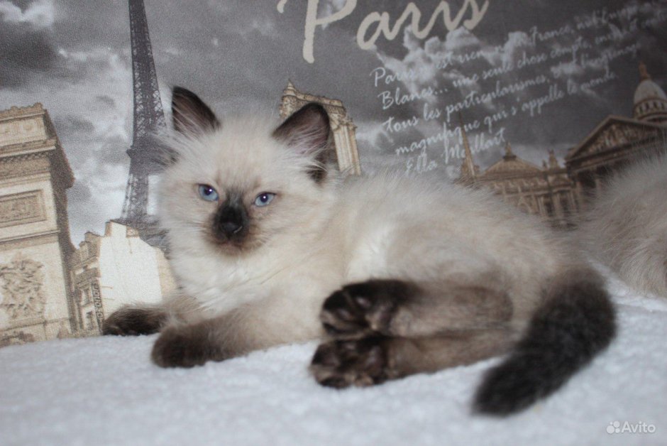 Невский маскарадный кот Блю поинт