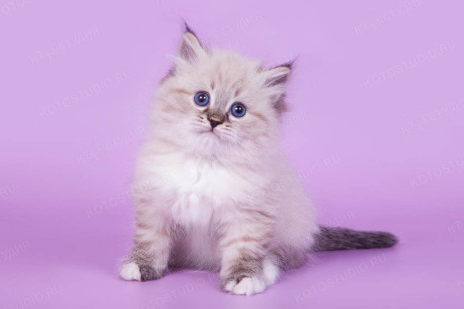 Невская маскарадная кошка