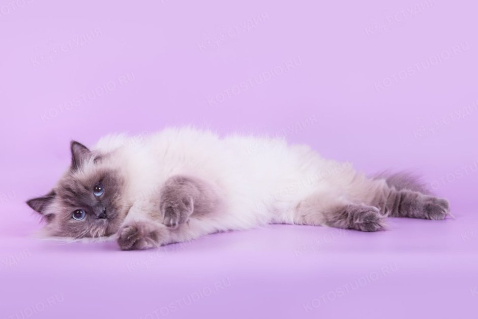 Невская маскарадная кошка