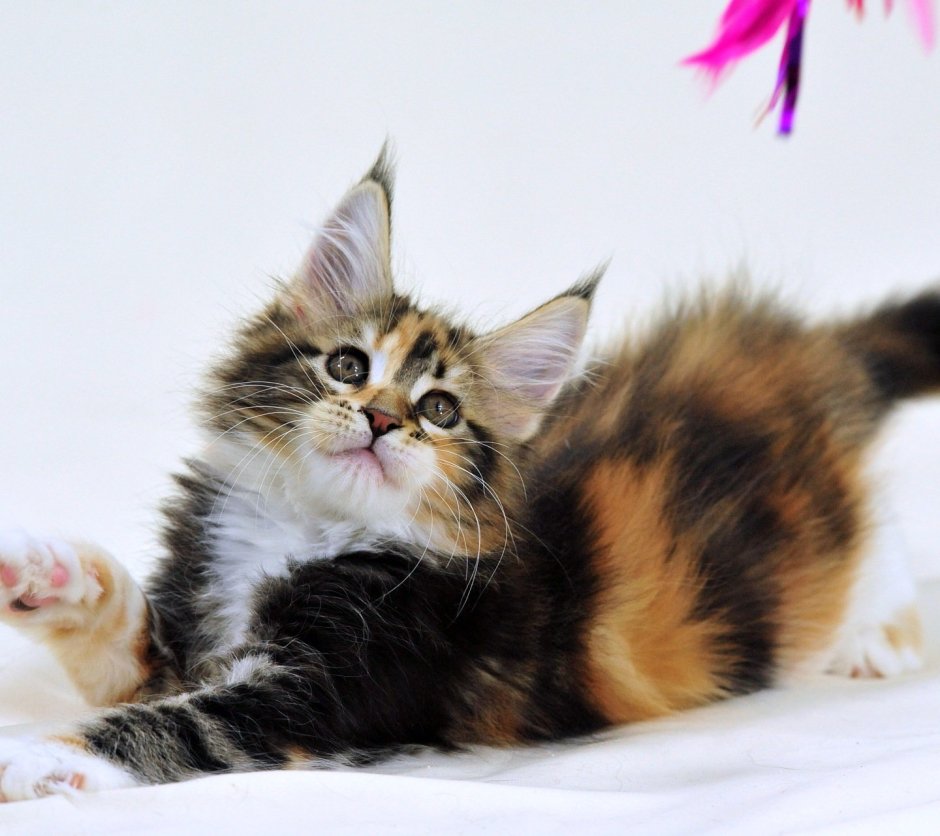 Бирманская кошка рыжая