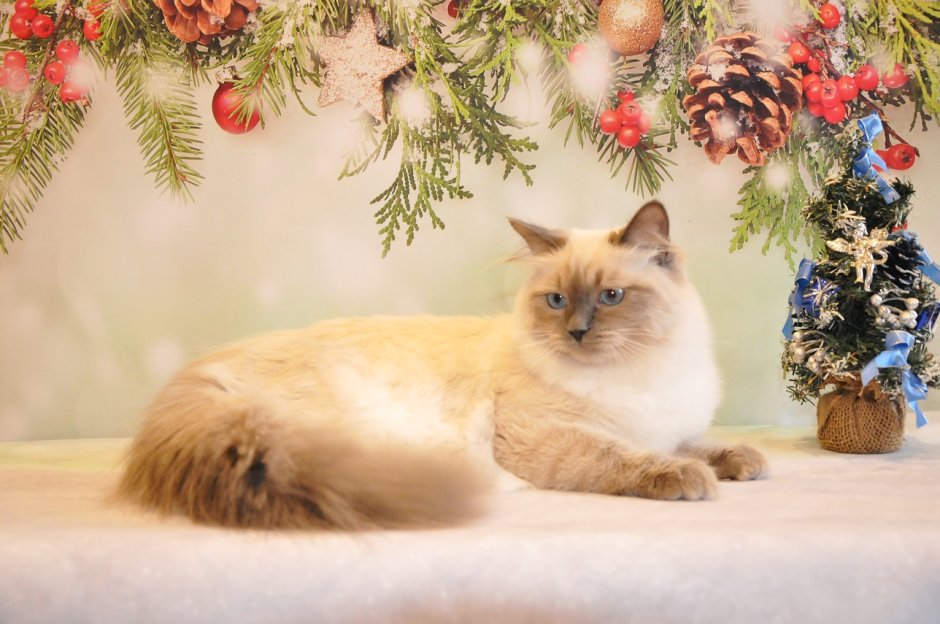 Невская маскарадная котята