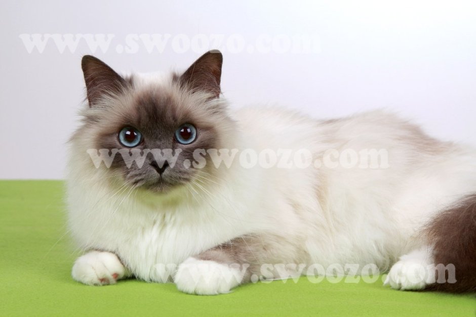 Петербургская маскарадная кошка