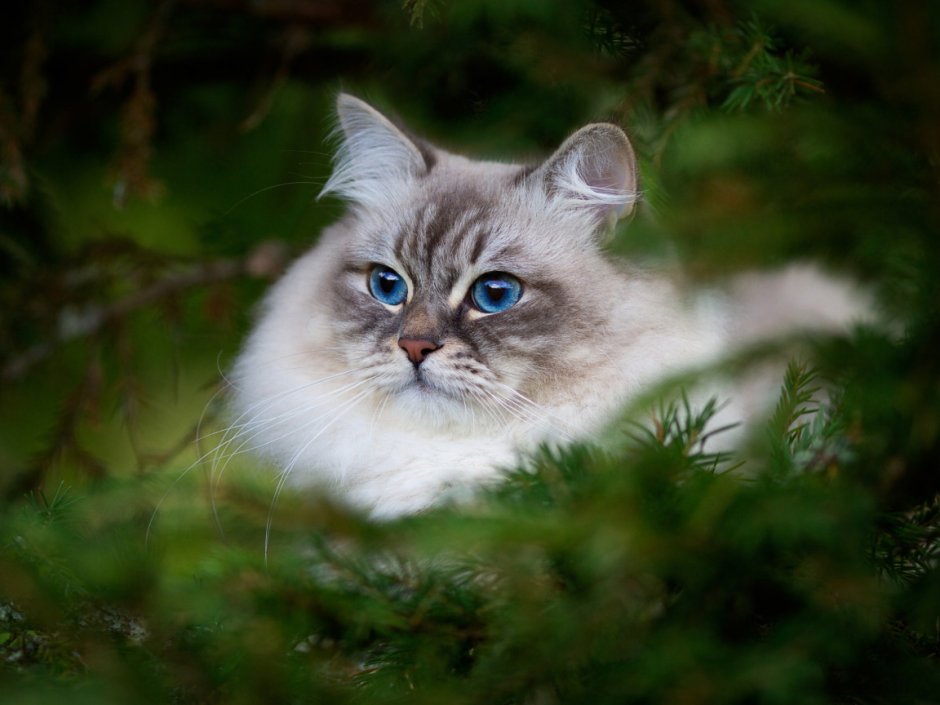 Невская маскарадная кошка