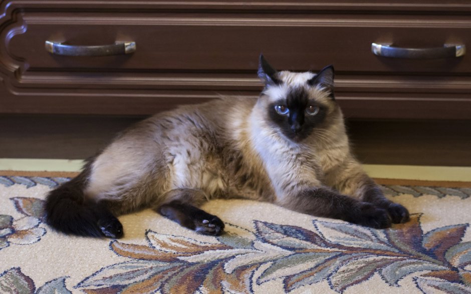 Невская маскарадная