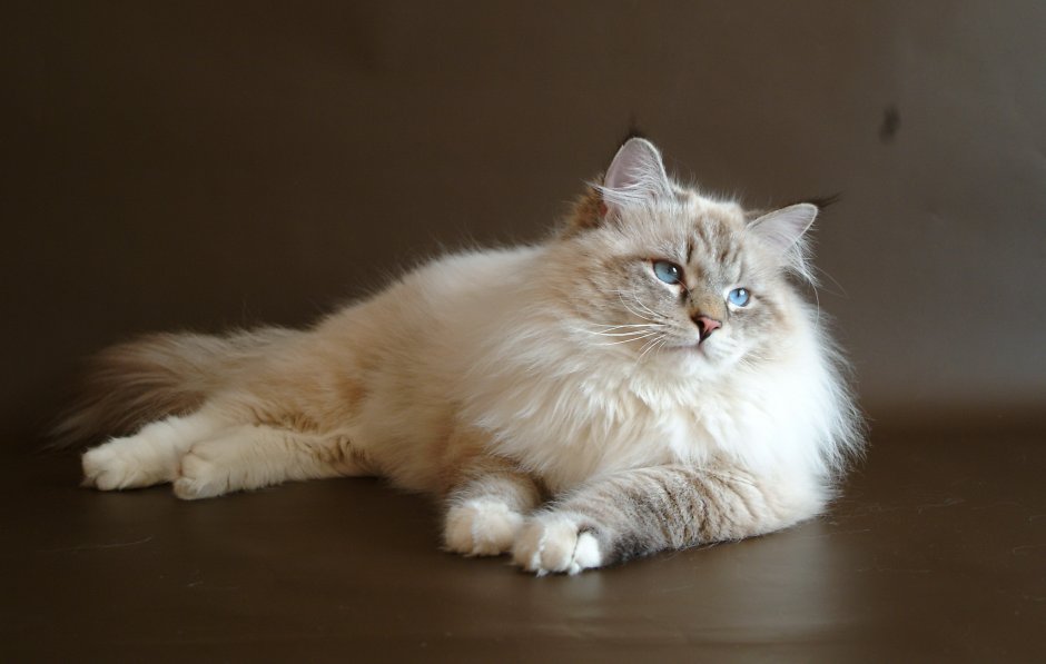 Сибирская Невская маскарадная