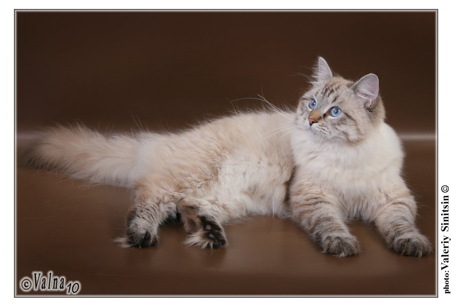 Невская маскарадная