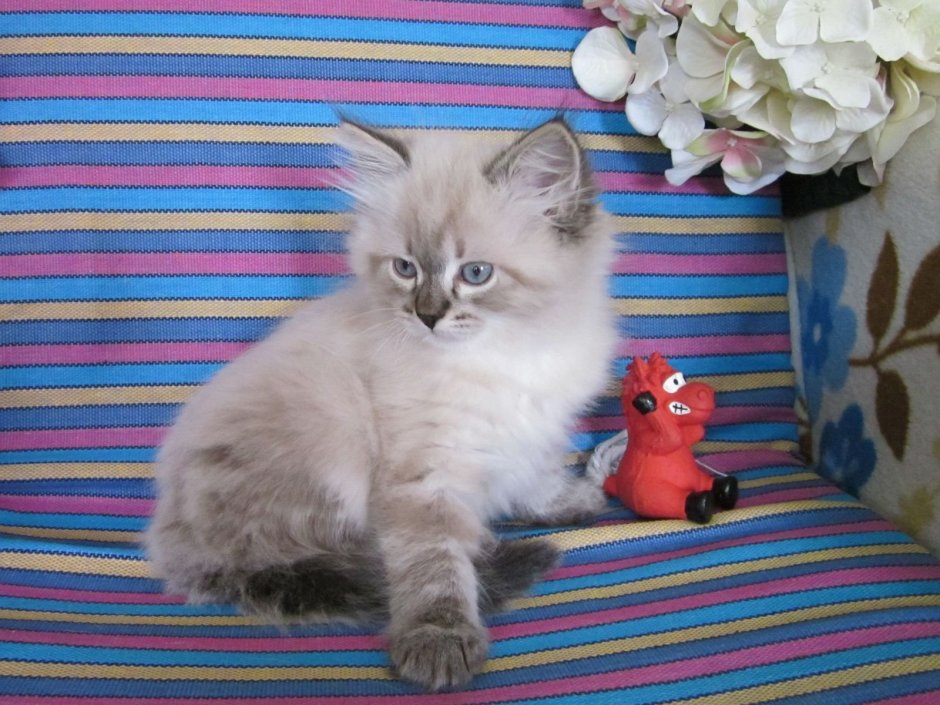 Невская маскарадная кошка вислоухая