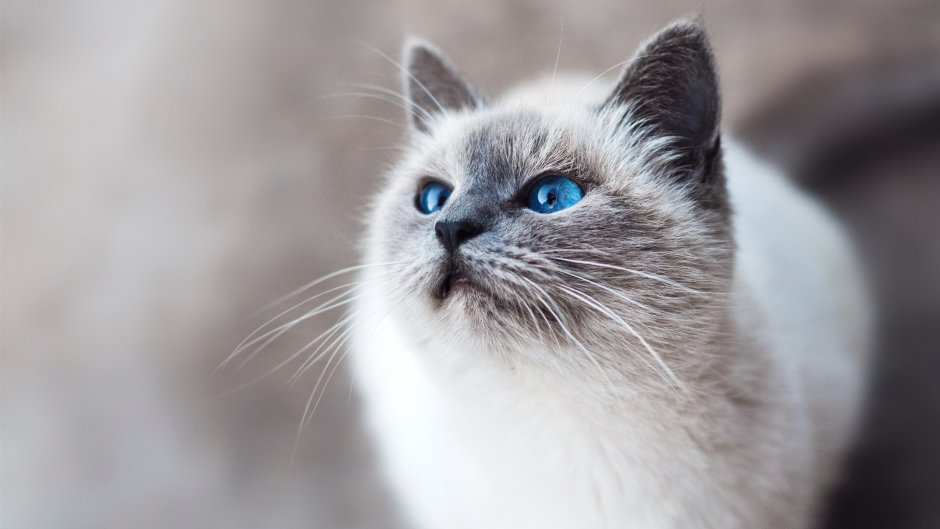Сиамская кошка серая