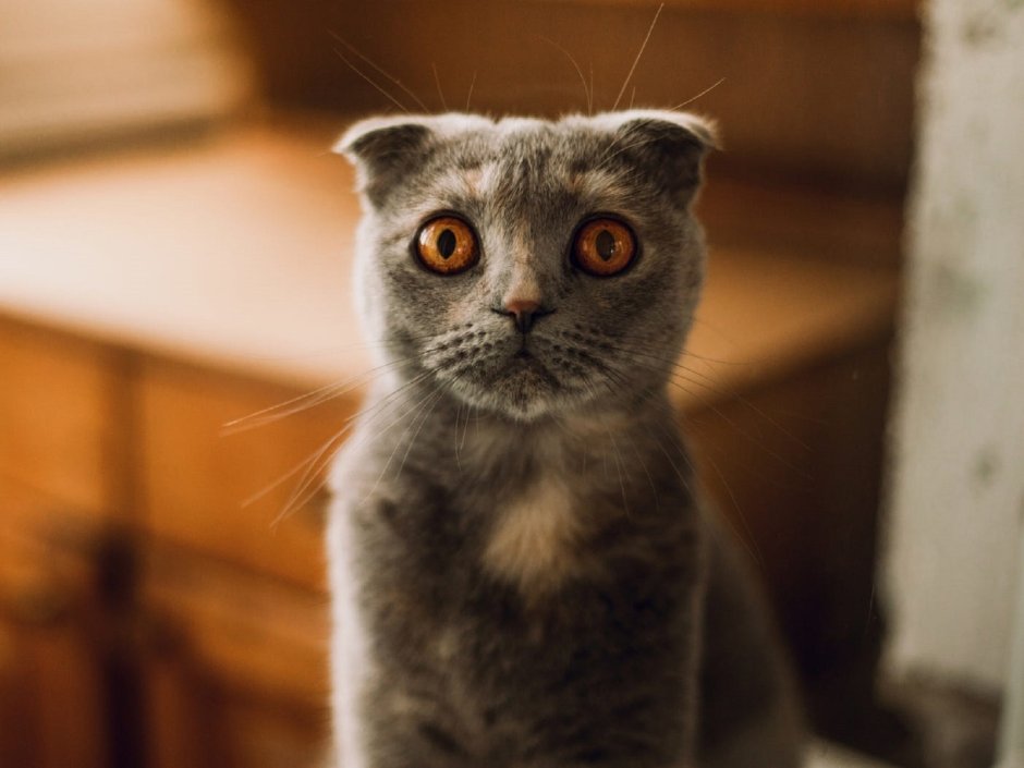 Королевская Сиамская кошка