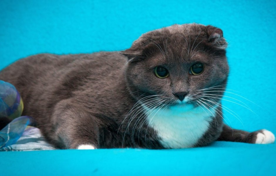 Маленький котенок