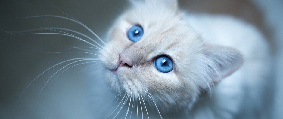Скоттиш фолд Блю.