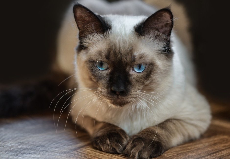 Королевский сиамский кот