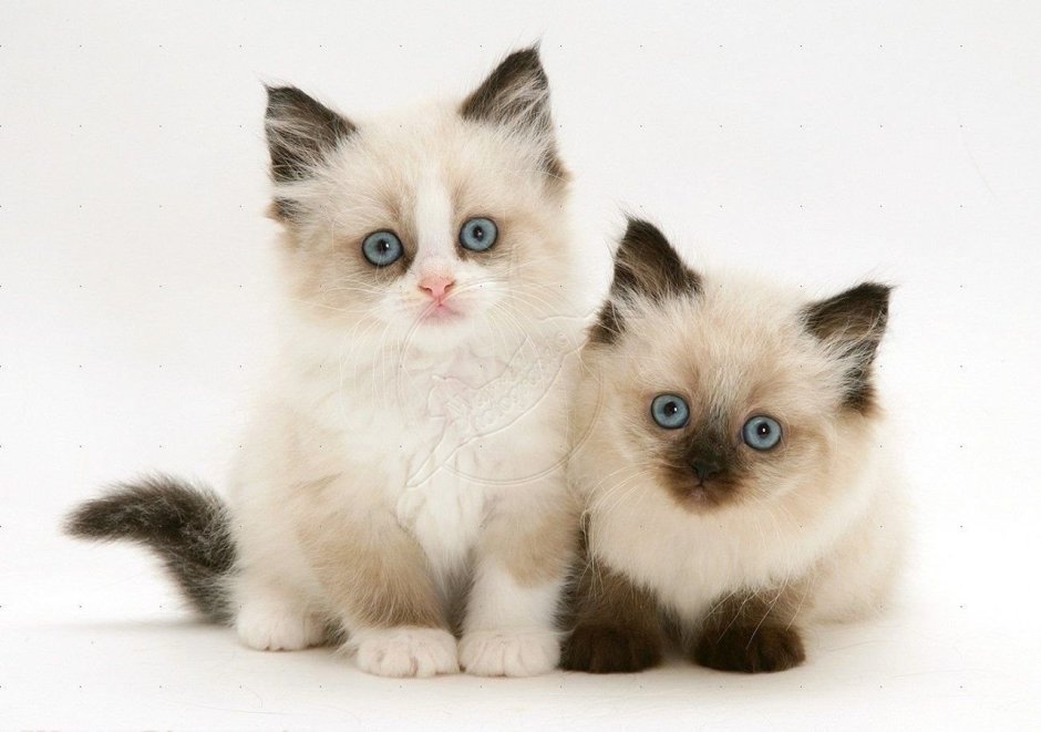 Сиамская вислоухая кошка