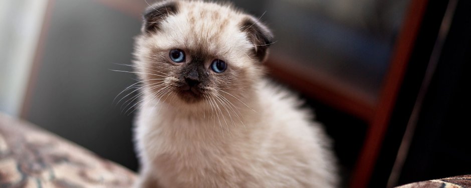 Смешные Шотландские коты