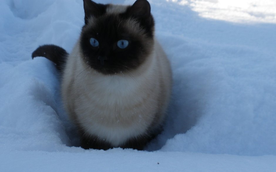 Сиамская кошка