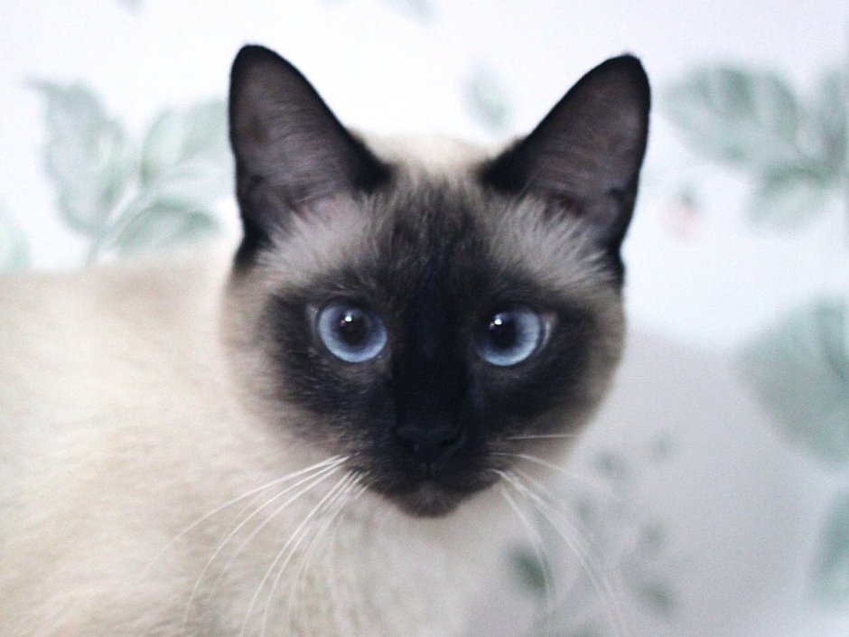 Сиамская кошка злится