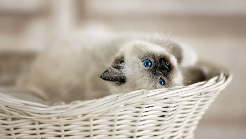 Сиамская вислоухая кошка