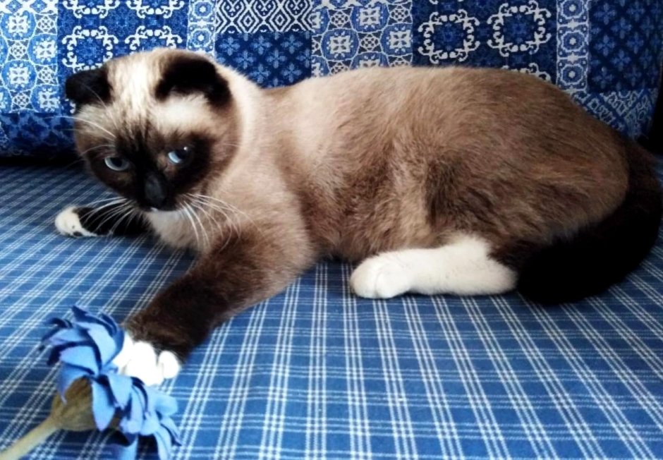 Сиамская вислоухая кошка
