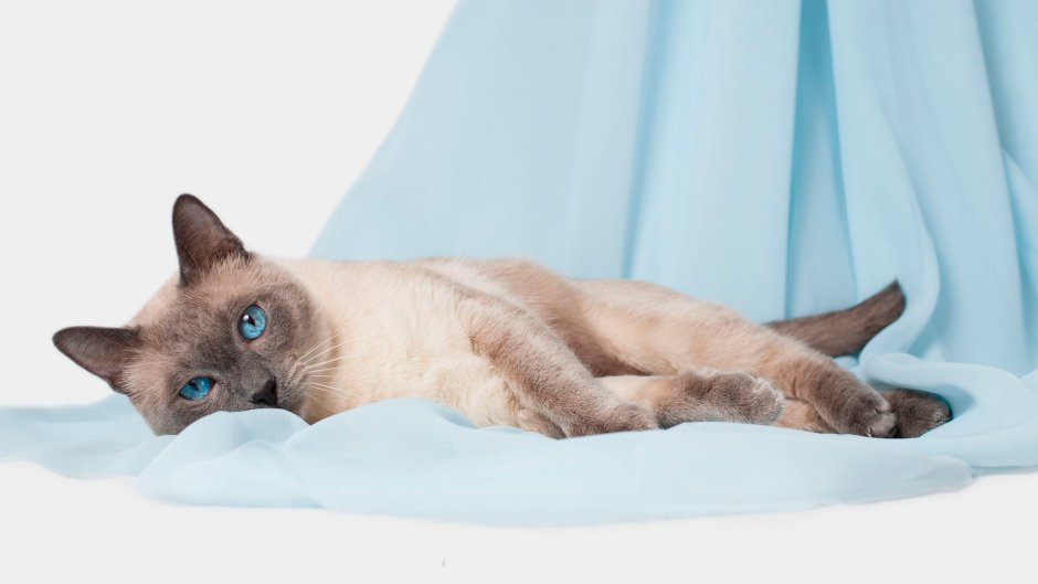 Сиамская кошка