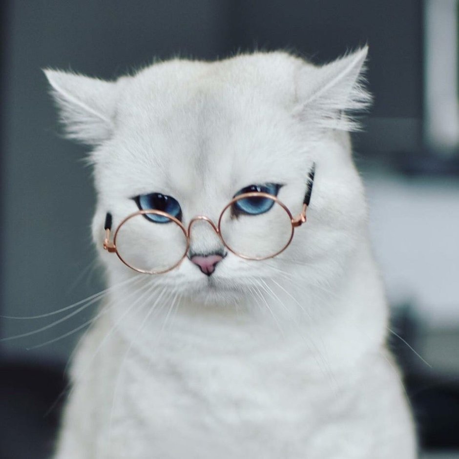 Умная кошка
