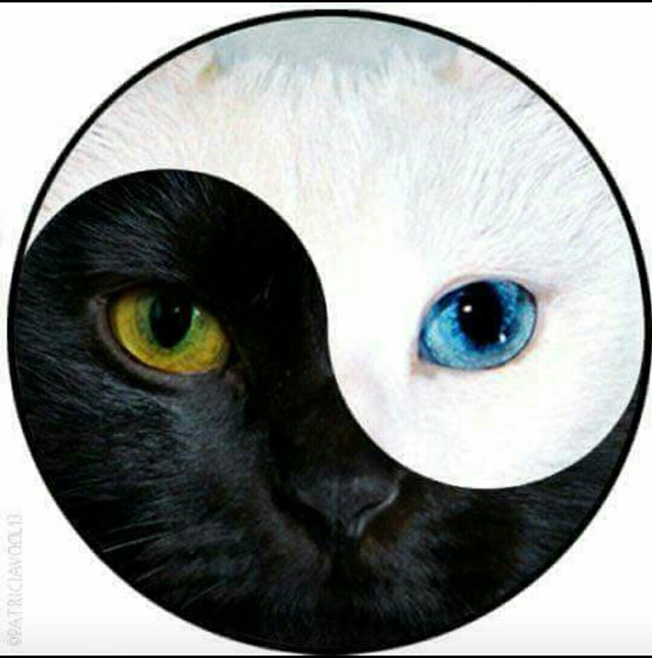 Круглая кошка
