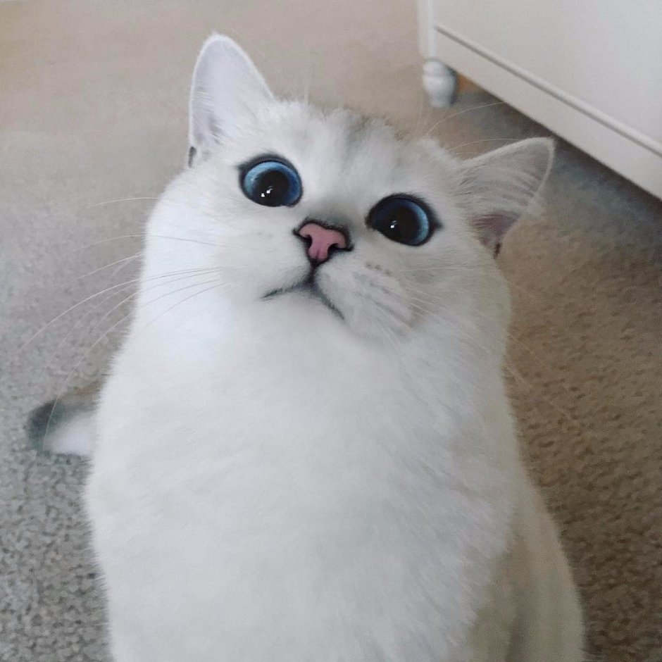 Коби кошка