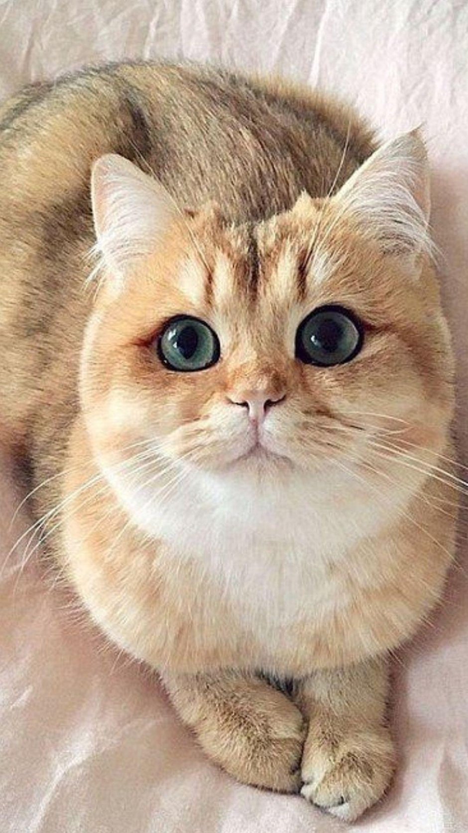 Кот с круглыми глазами