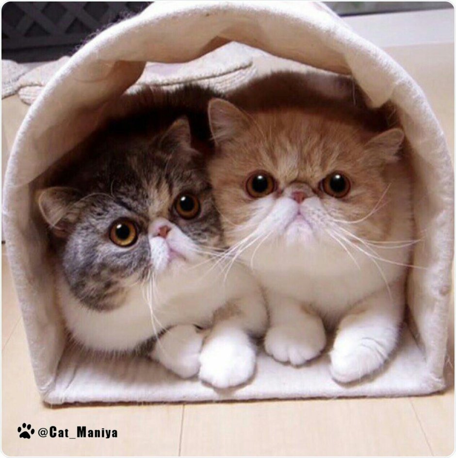 Милые котята экзоты