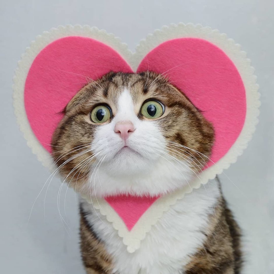Кошка с сердечком