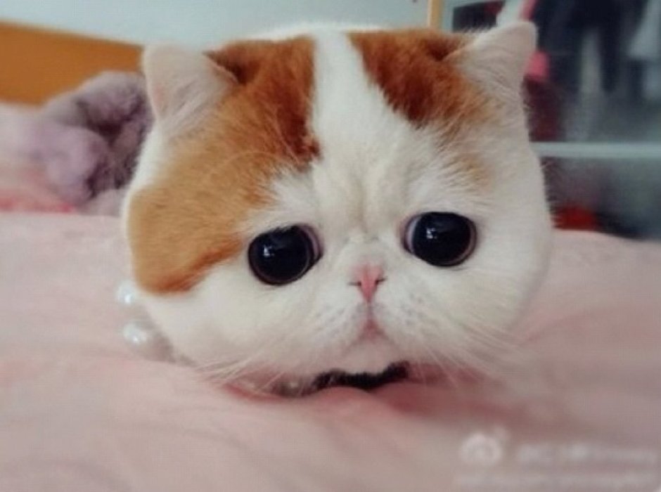 Коты с большими глазами и приплюснутой мордой