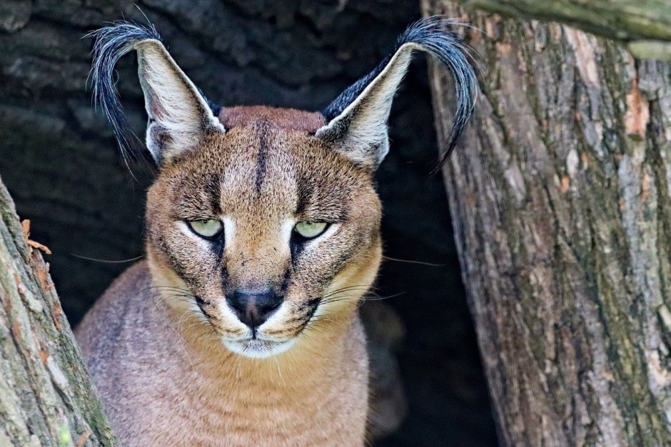 Кошка Сигай