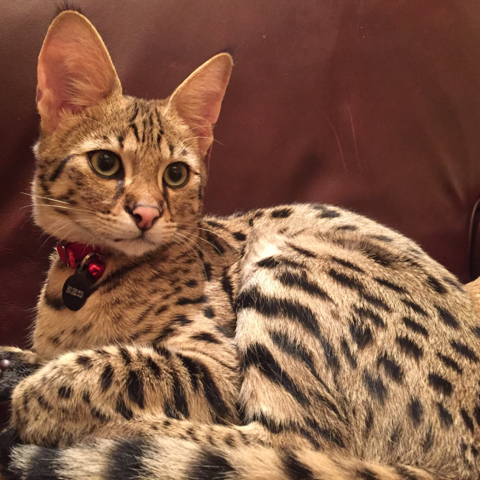 Бенгальская Саванна кошка