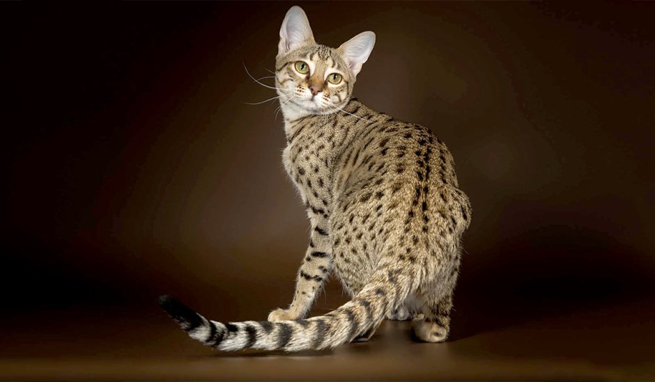 Крутой кот с ножом