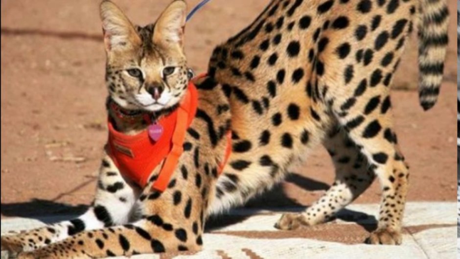 Мемный кот нарисованный