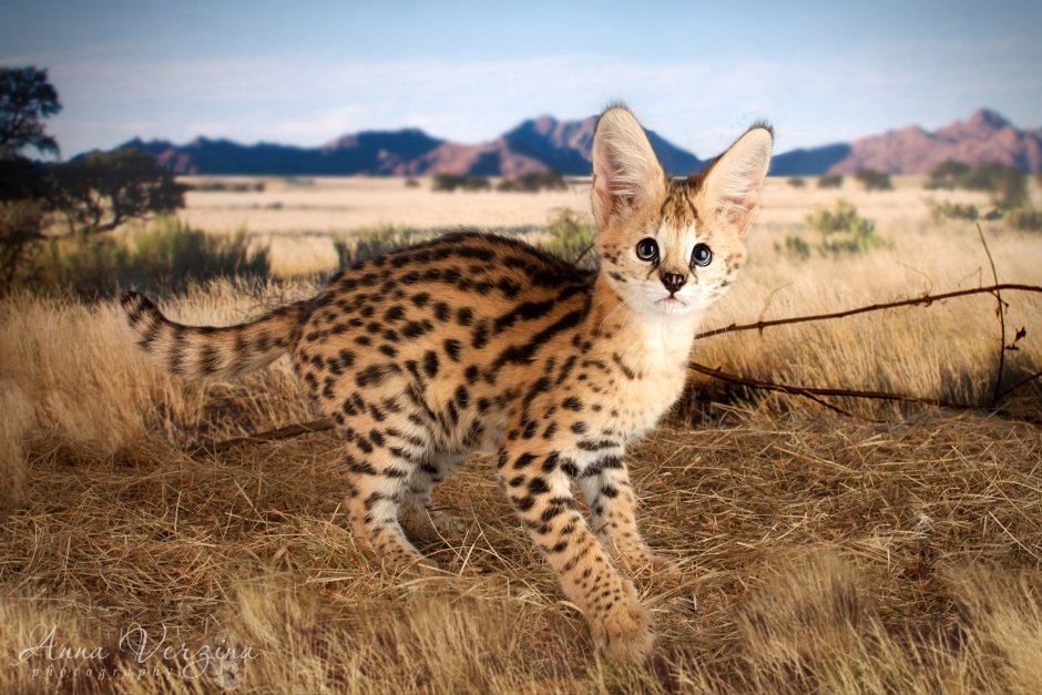 Стилизованный кот